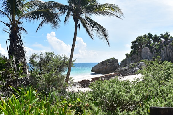 Vibrant tropical beach scene with palm trees and sunlit waves