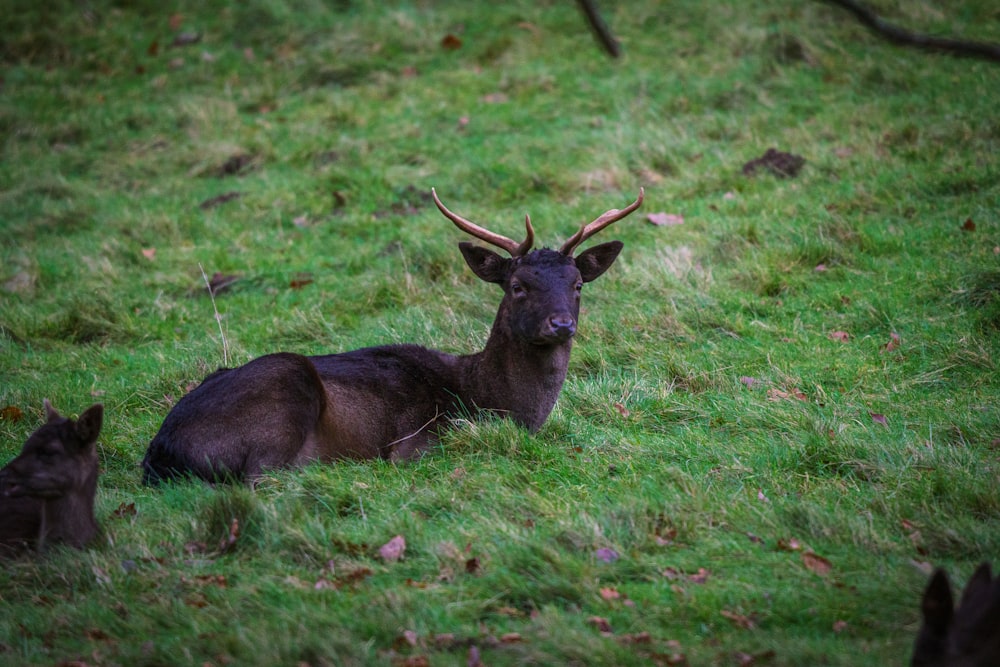 a deer laying down in a field of grass