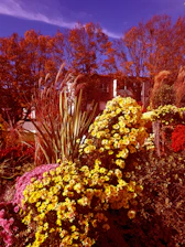 Seasonal flower border with warm autumn hues extending garden interest late into the year.