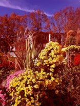 A vibrant garden filled with blooming yellow flowers surrounded by lush greenery and intertwined with pink and red blossoms. Tall ornamental grasses sway gently, adding texture to the landscape. In the background, bare trees stand against a deep blue sky, enhancing the vivid autumn colors.