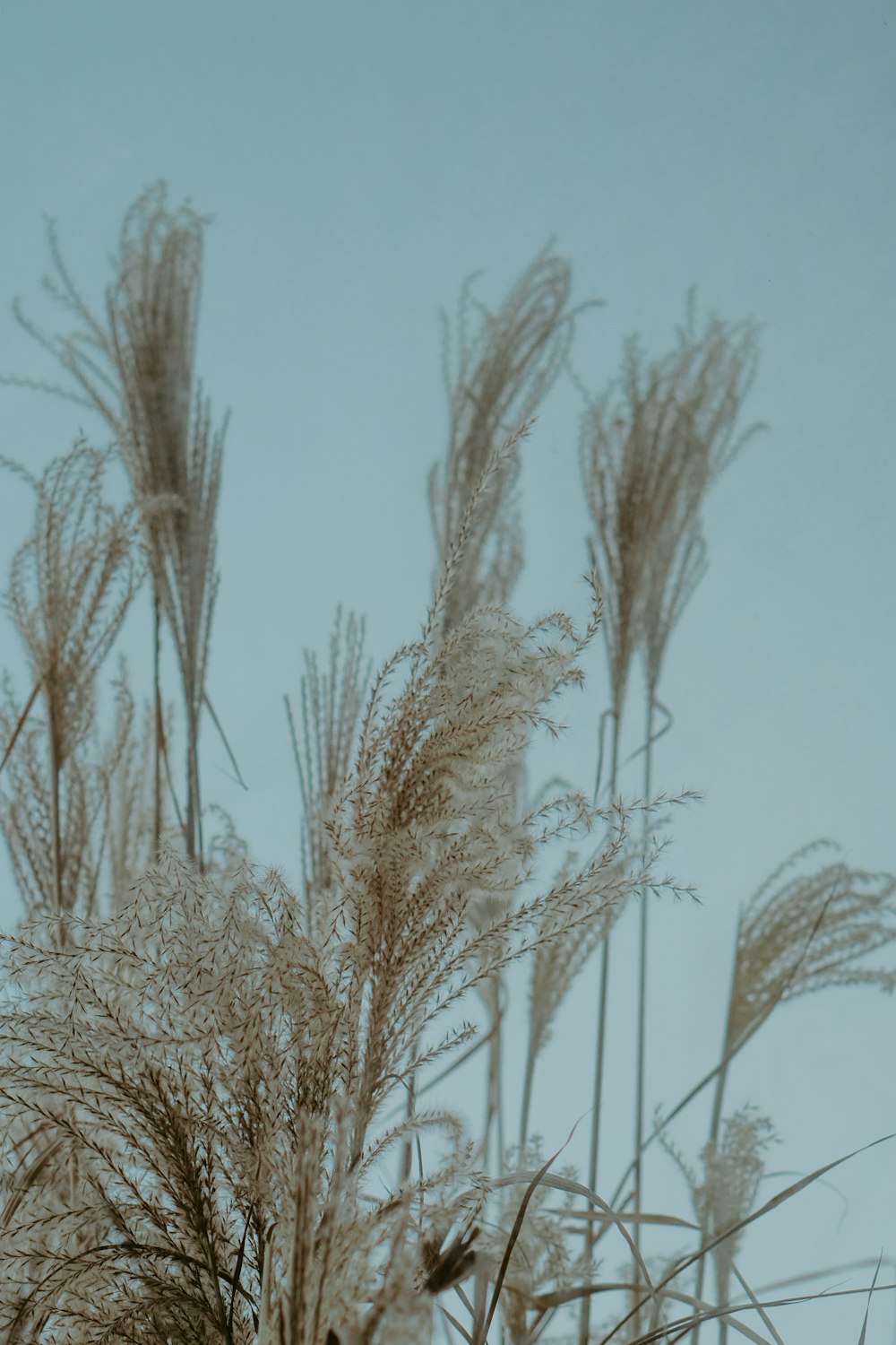 a close up of a bunch of dry grass