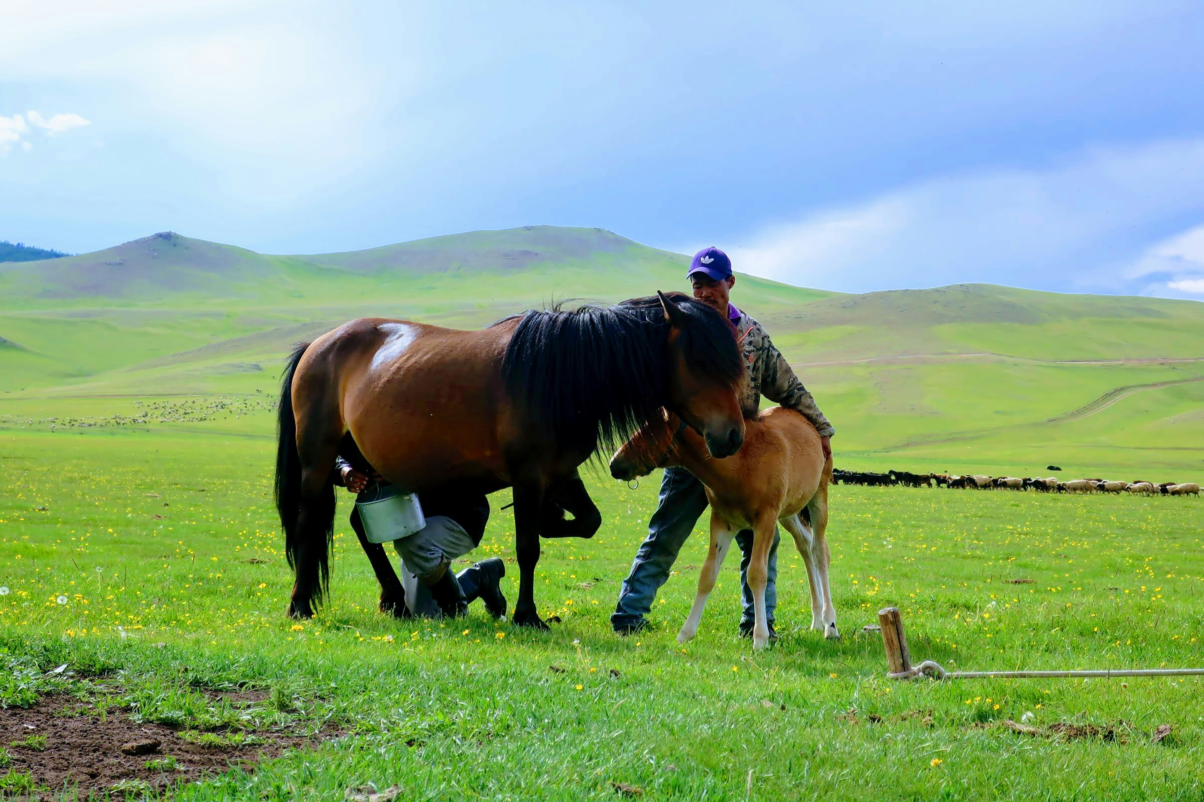 6 Best Time to Visit Mongolia for Horseback Tours