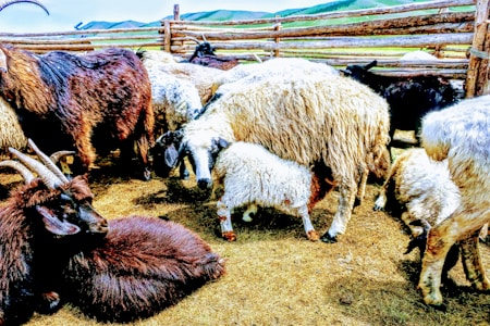 A group of sheep and goats with thick wool and fur gather in a fenced area made of wood. Some animals are lying on the ground, while others are standing or nuzzling each other. The setting is an outdoor rural environment with grass and hills visible in the background.