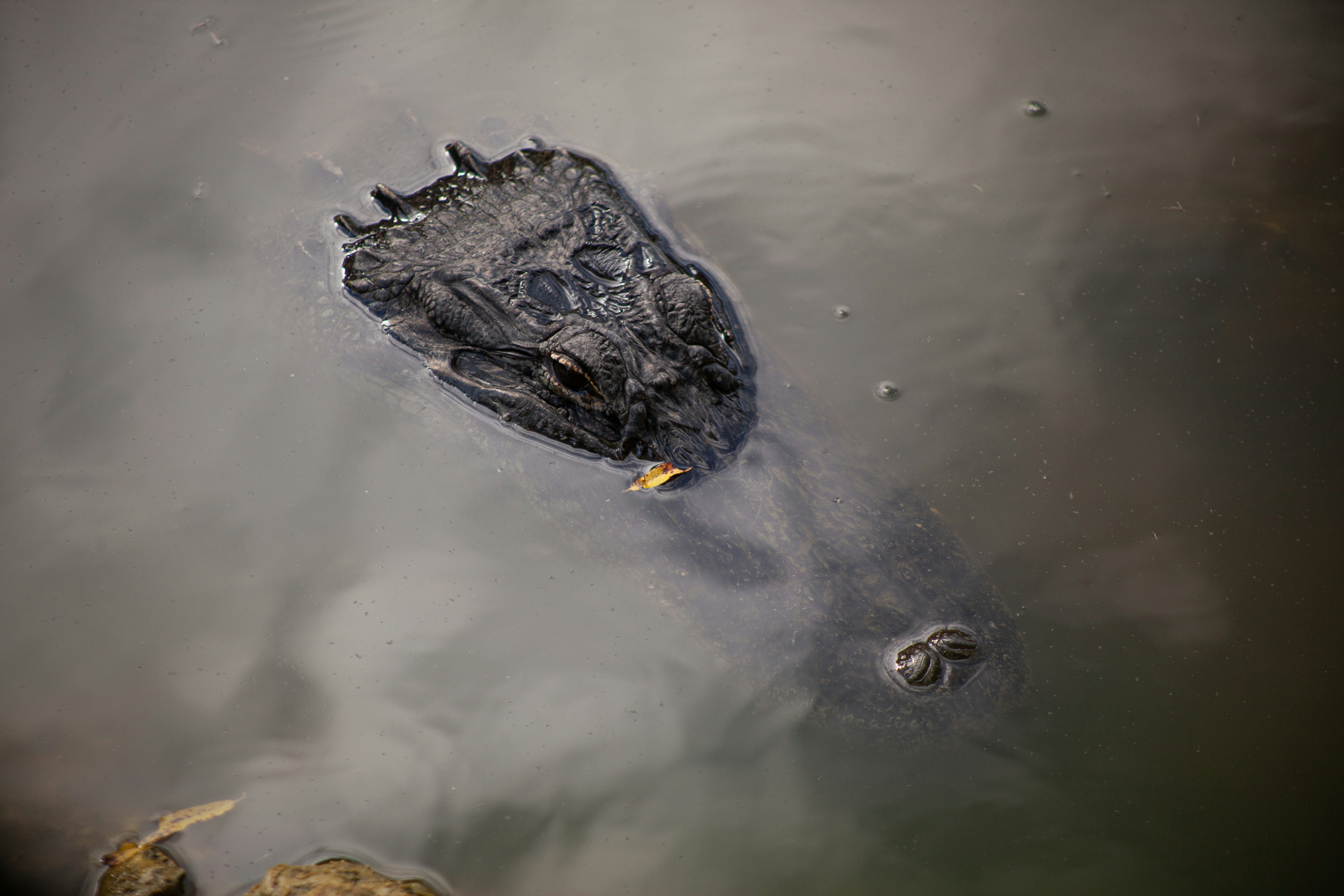 a large alligator swimming in a body of water