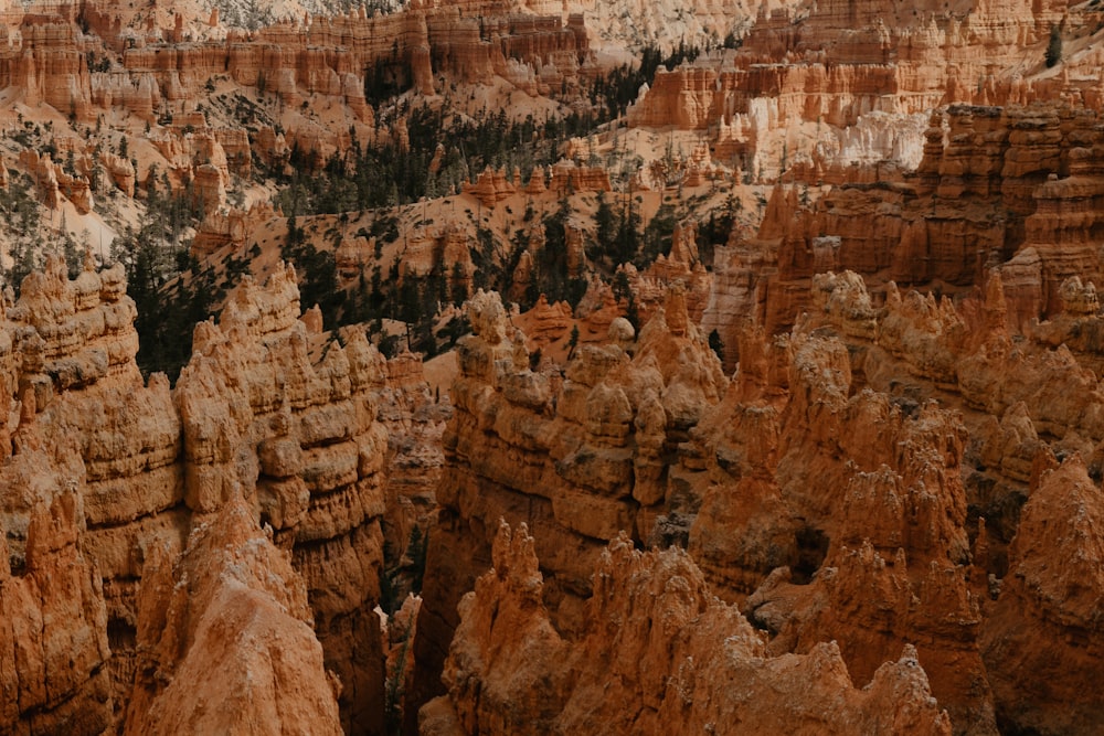 a large group of rocks in the middle of a forest