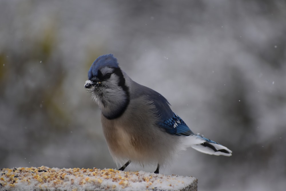 Ein Blauhäher sitzt auf einem Vogelhäuschen