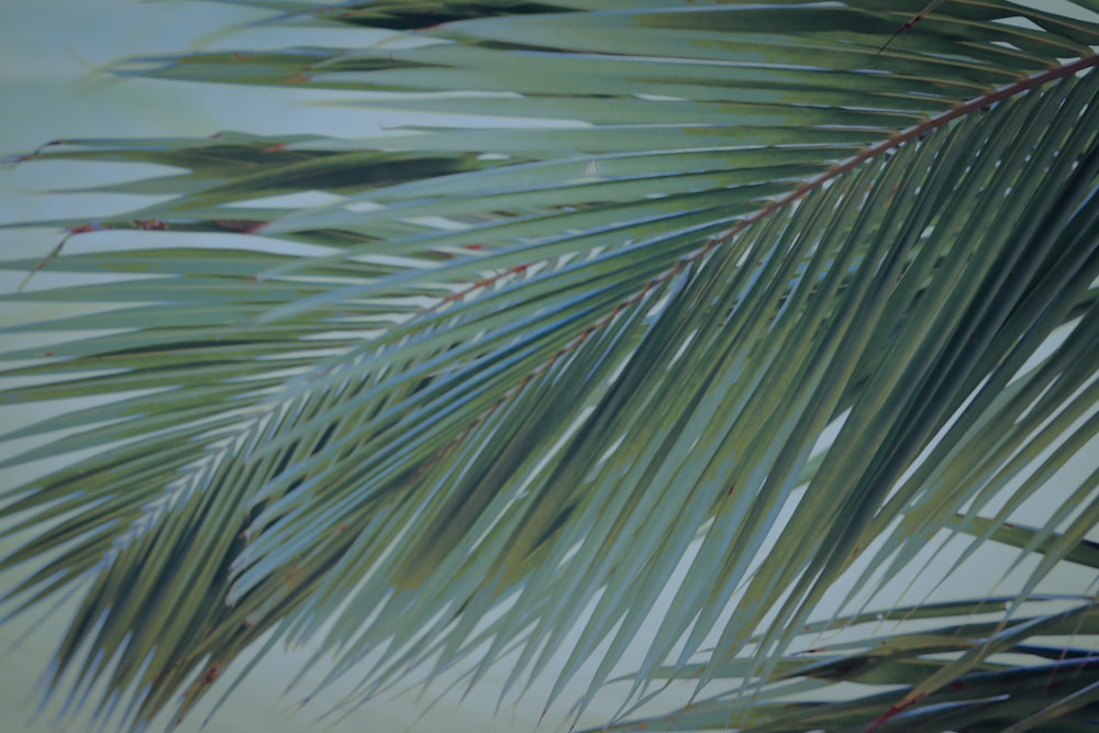 a close up of a palm tree leaves