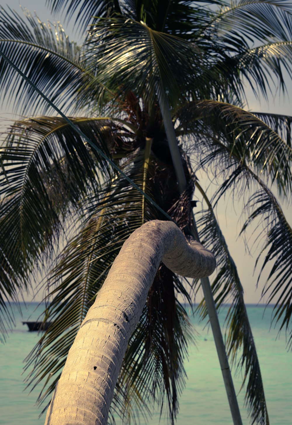 a palm tree with a boat in the background