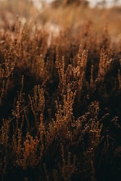 a close up of a bunch of plants in a field