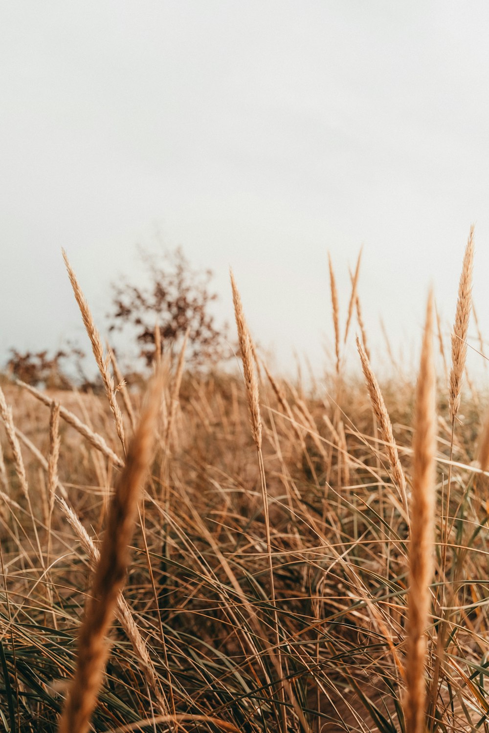 a field of tall grass with a sky in the background