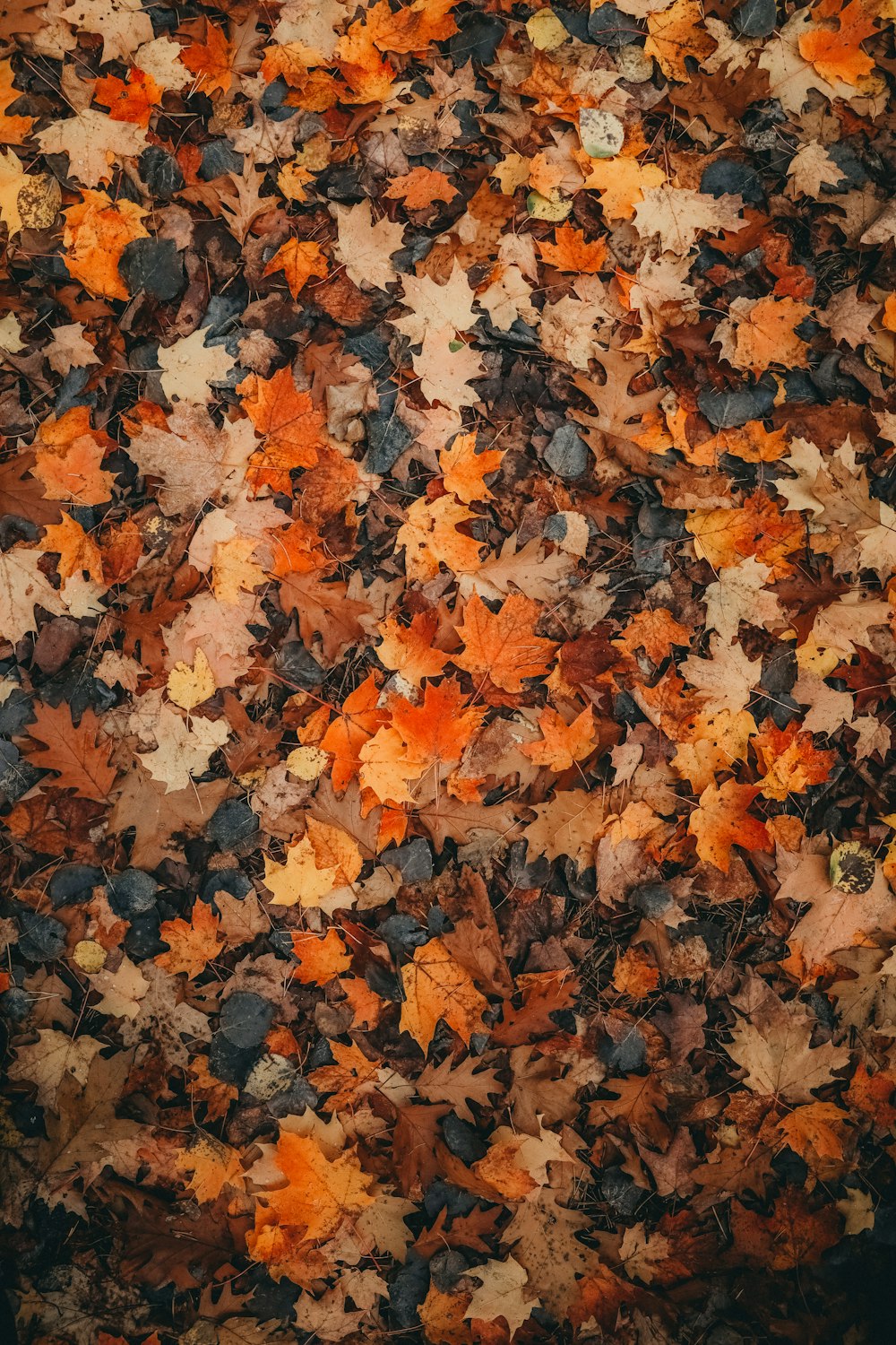 a bunch of leaves that are laying on the ground