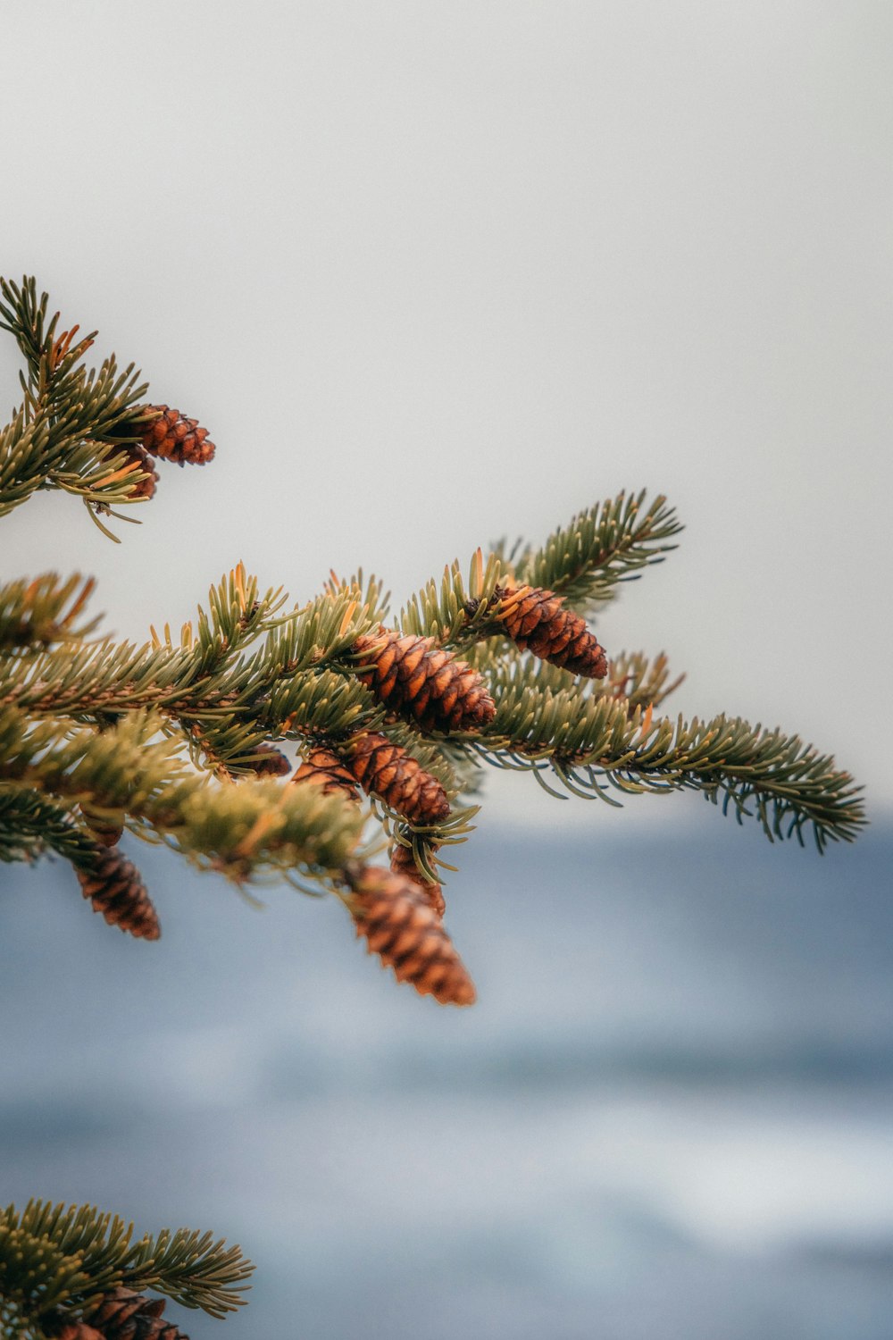 a branch of a pine tree with cones on it