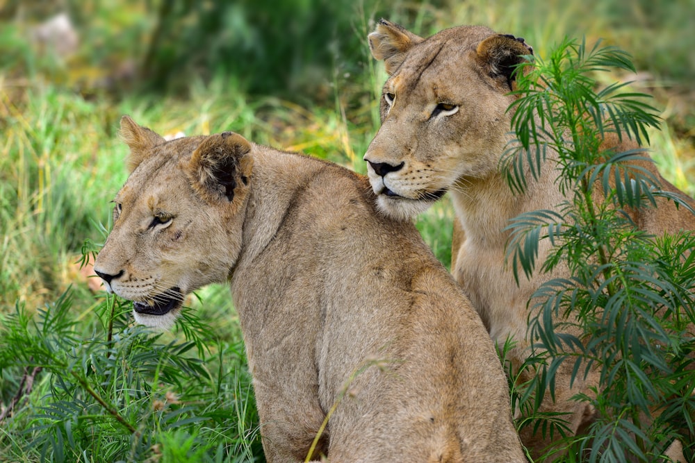 a couple of lions standing next to each other