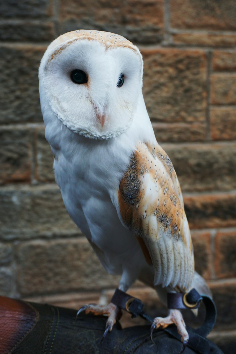 an owl perched on top of a persons hand