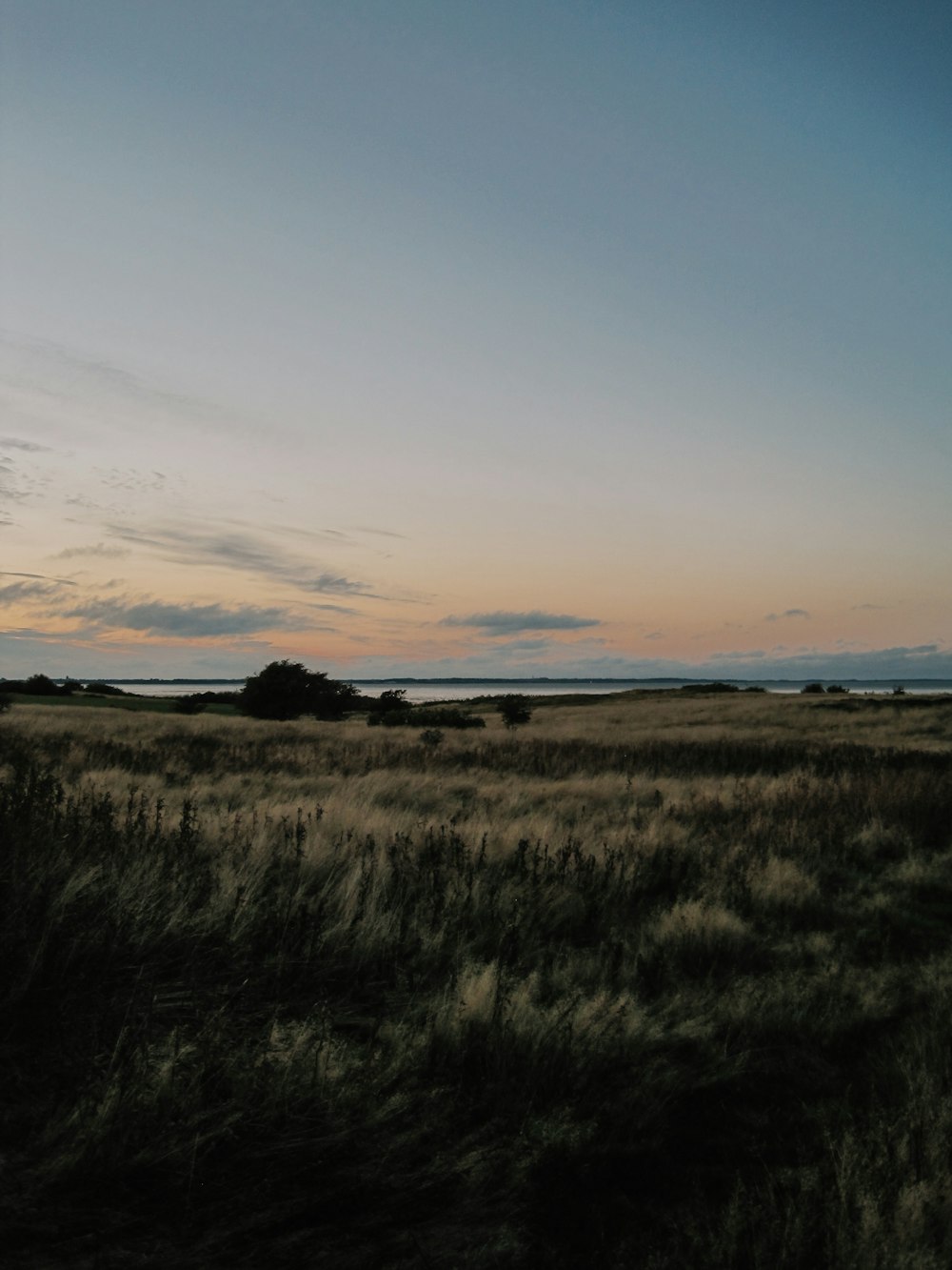 a field of grass with a sky in the background