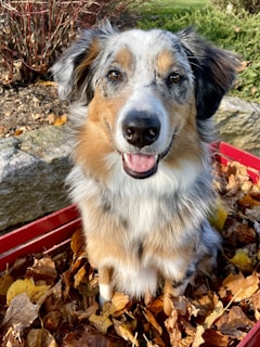 A joyful beagle wagging its tail while sitting beside a colorful autumn leaf pile.