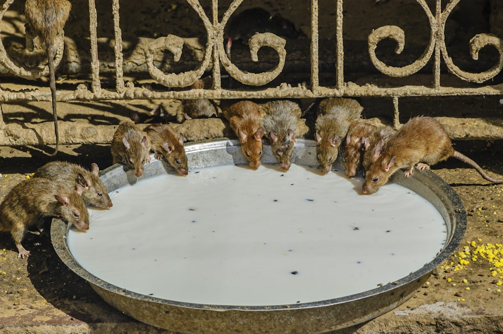 Eine Gruppe von Mäusen trinkt Wasser aus einer Schüssel