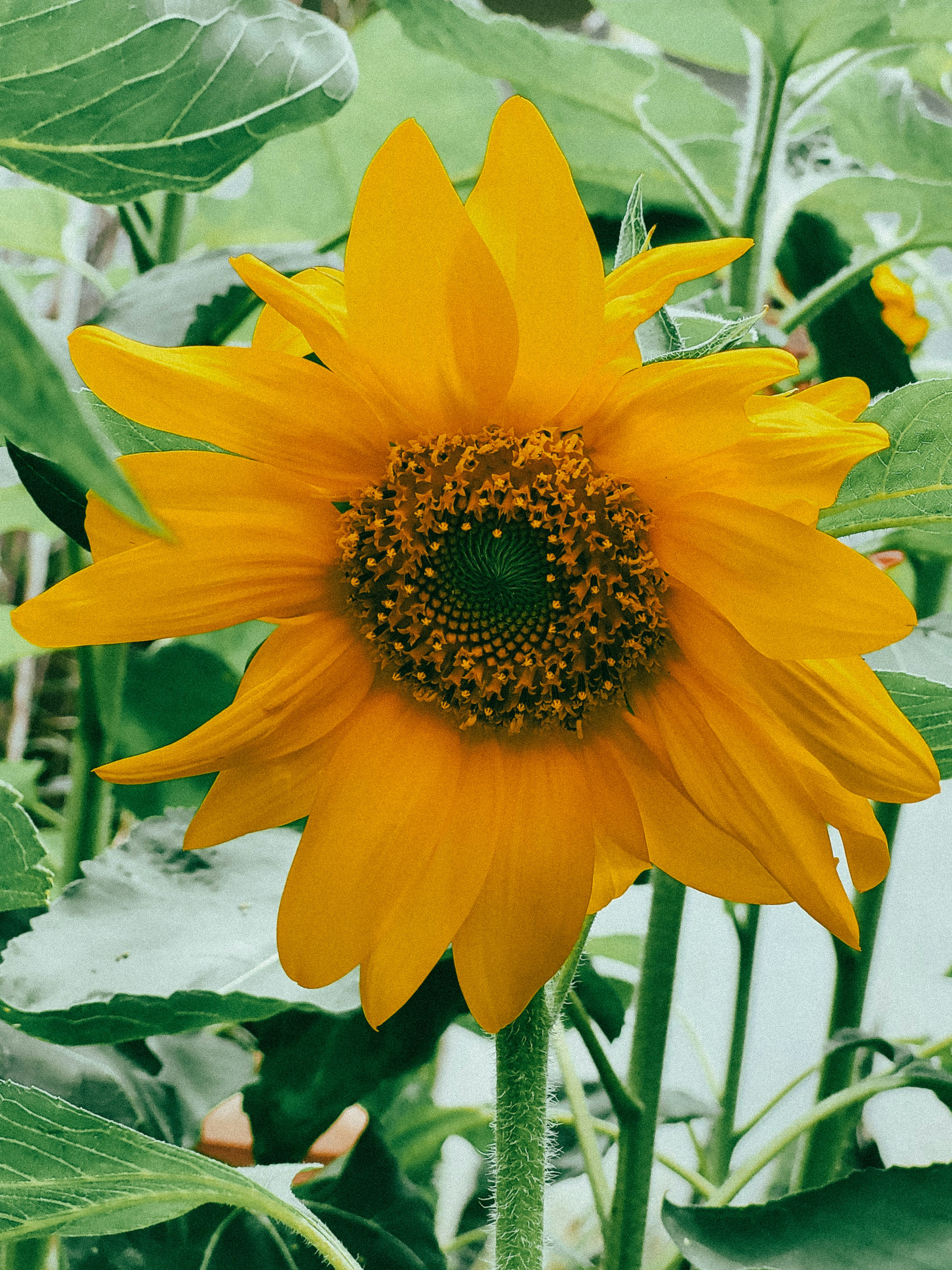 Photo by claitonconto