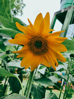 Close-up of golden sunflower oil pouring from a factory container into a large drum.
