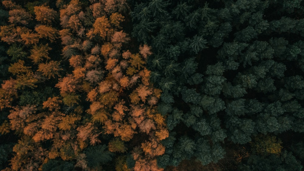 an aerial view of a forest with lots of trees