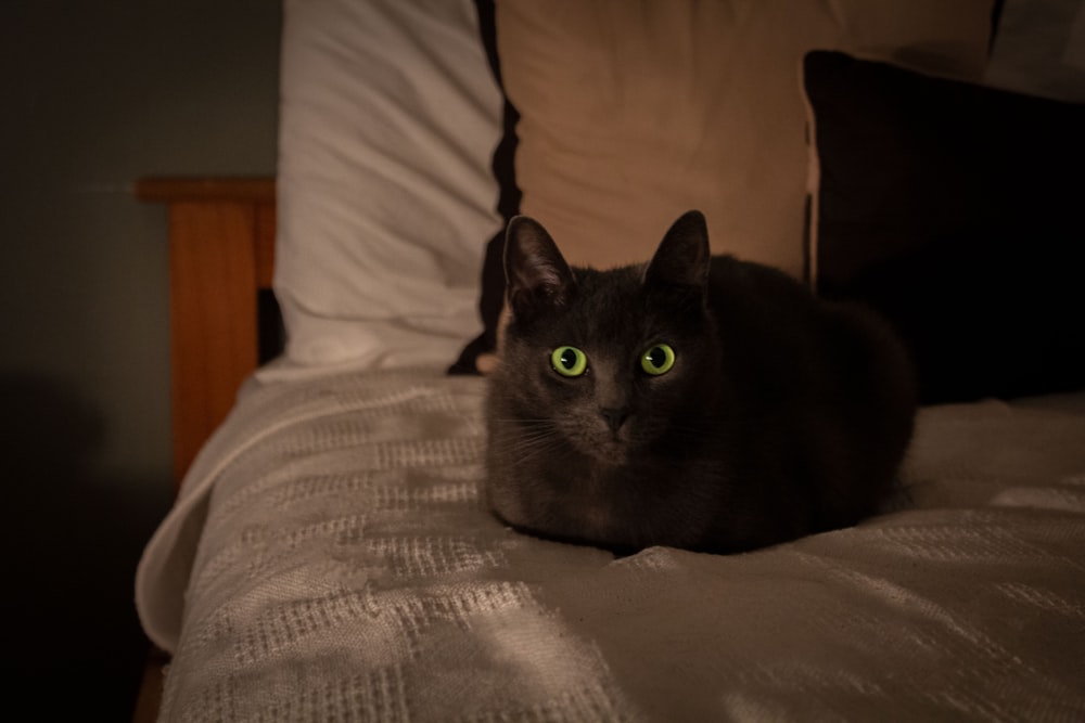 a black cat with green eyes laying on a bed