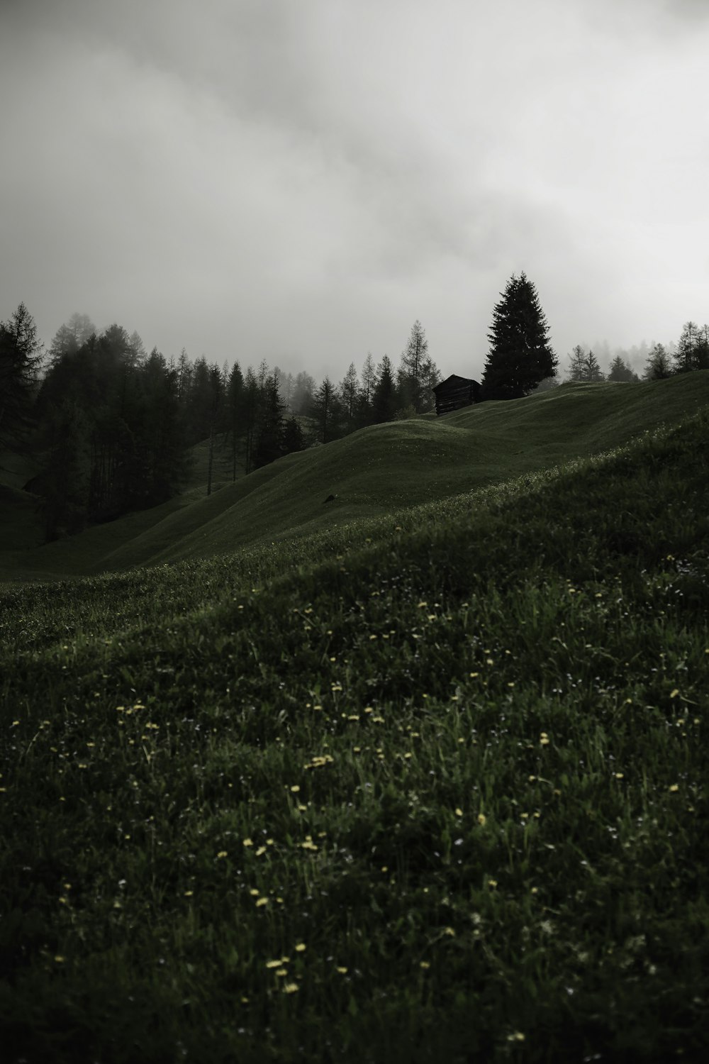 a grassy hill with trees in the background