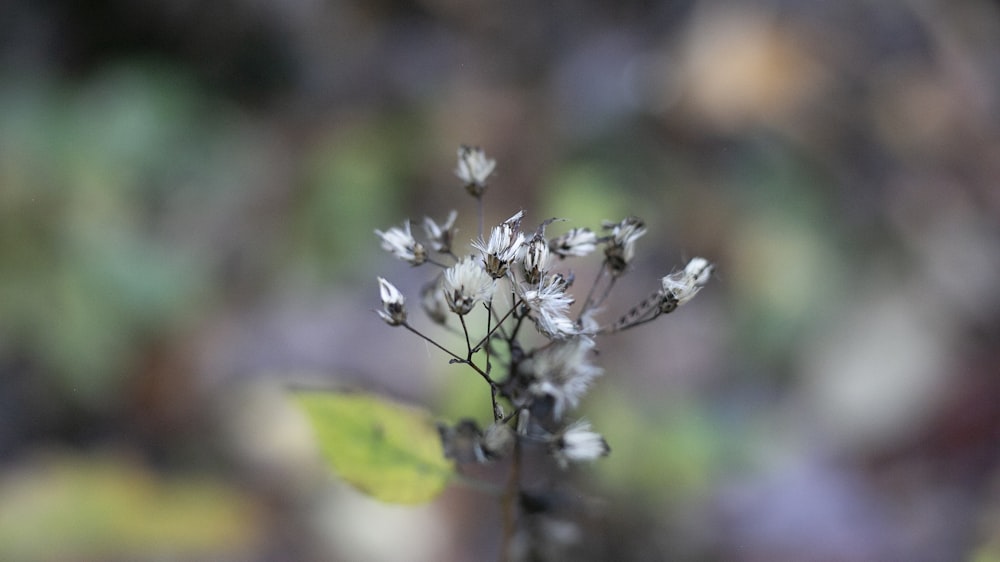 a close up of a plant with small white flowers