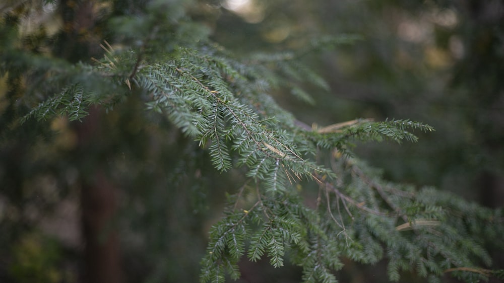 a close up of a pine tree branch