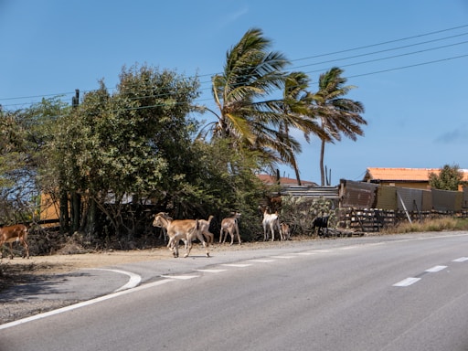 Goats are gathered along the side of a road with a backdrop of dense shrubbery and swaying palm trees. Some fencing and small structures are visible, with a clear and sunny sky above.