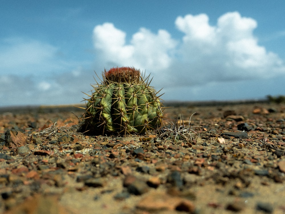 a cactus sitting on top of a rocky ground