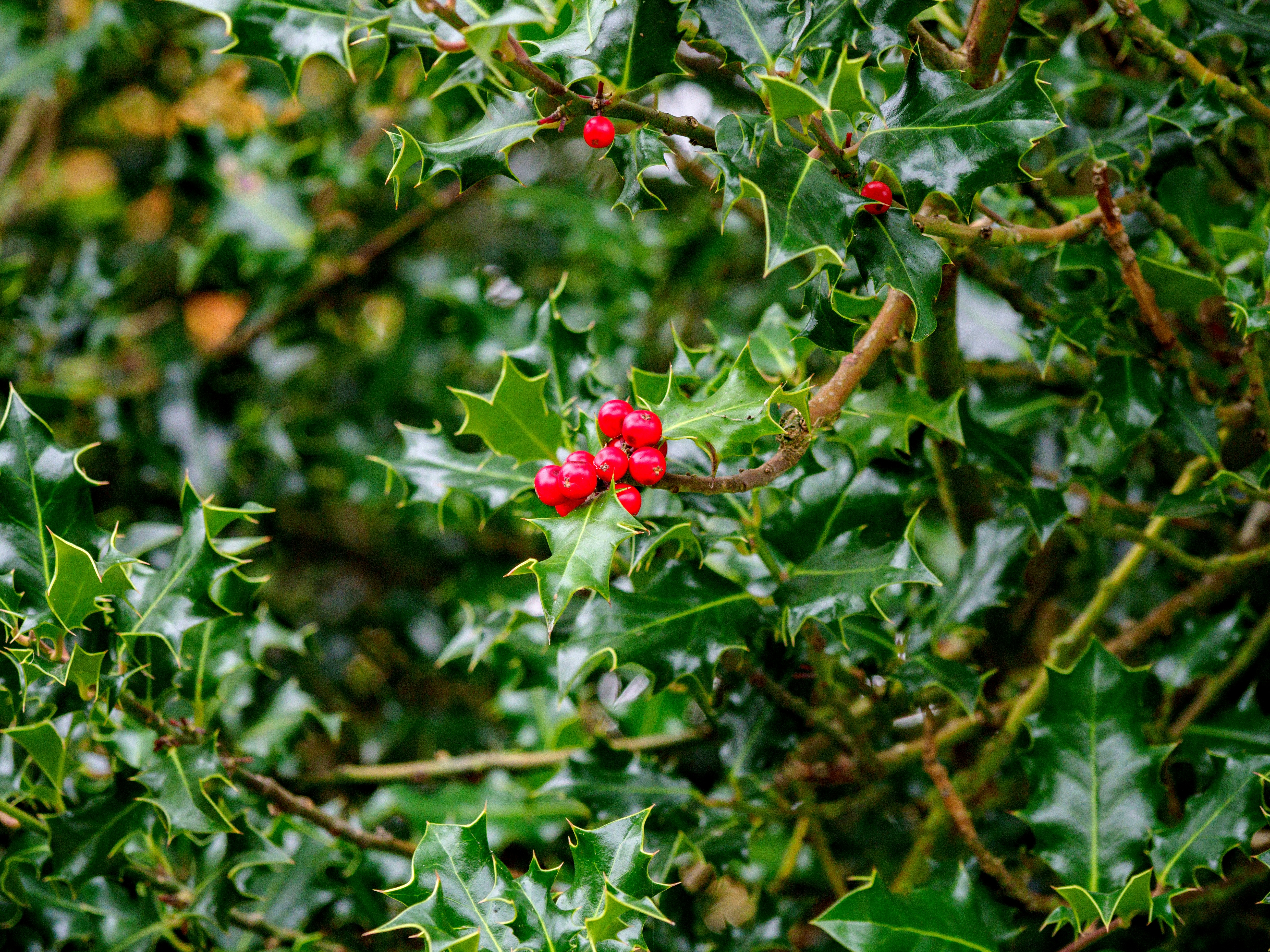 Photo by brett_jordan