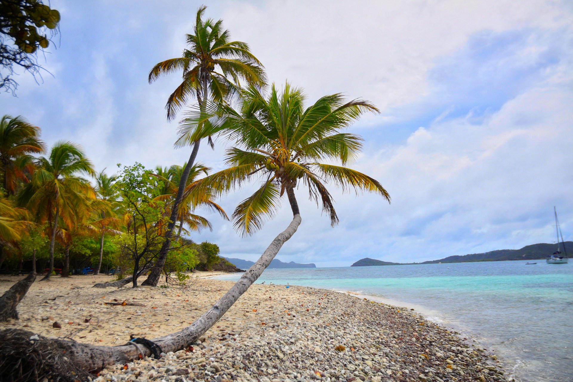 a palm tree leaning over on a beach
