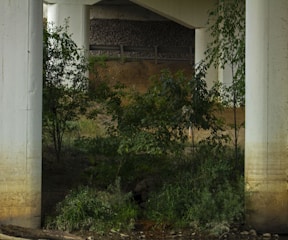 Concrete pillars of a bridge support structure surround a shaded area with dense, green foliage and grass. The background reveals a gravel embankment, adding texture and depth to the scene.