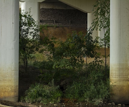 Concrete pillars of a bridge support structure surround a shaded area with dense, green foliage and grass. The background reveals a gravel embankment, adding texture and depth to the scene.
