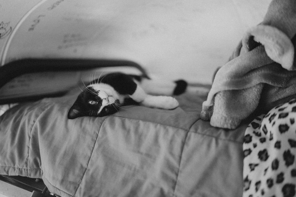 a black and white cat laying on a bed