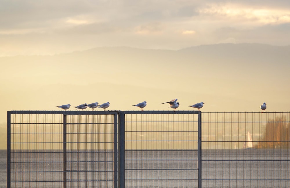a group of birds sitting on top of a metal fence