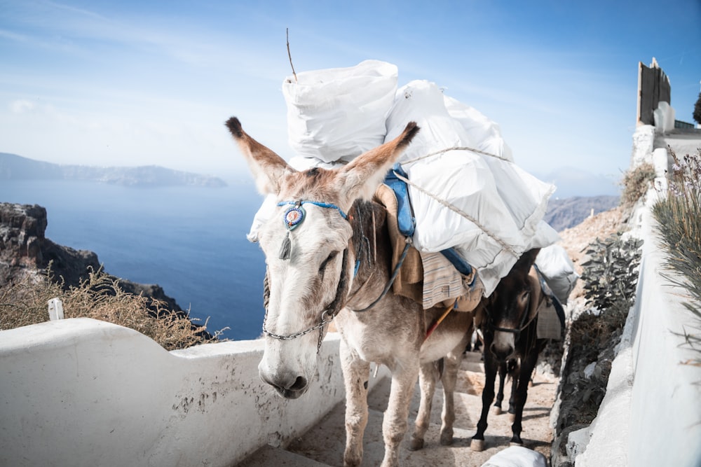 a donkey with a load on its back