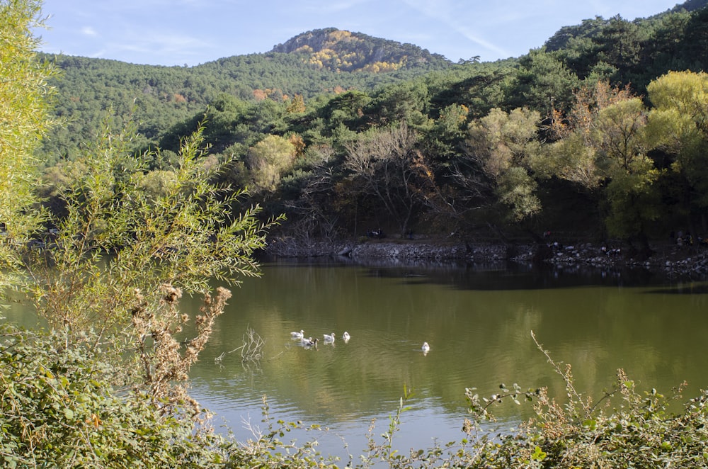 a group of birds swimming in a lake surrounded by trees