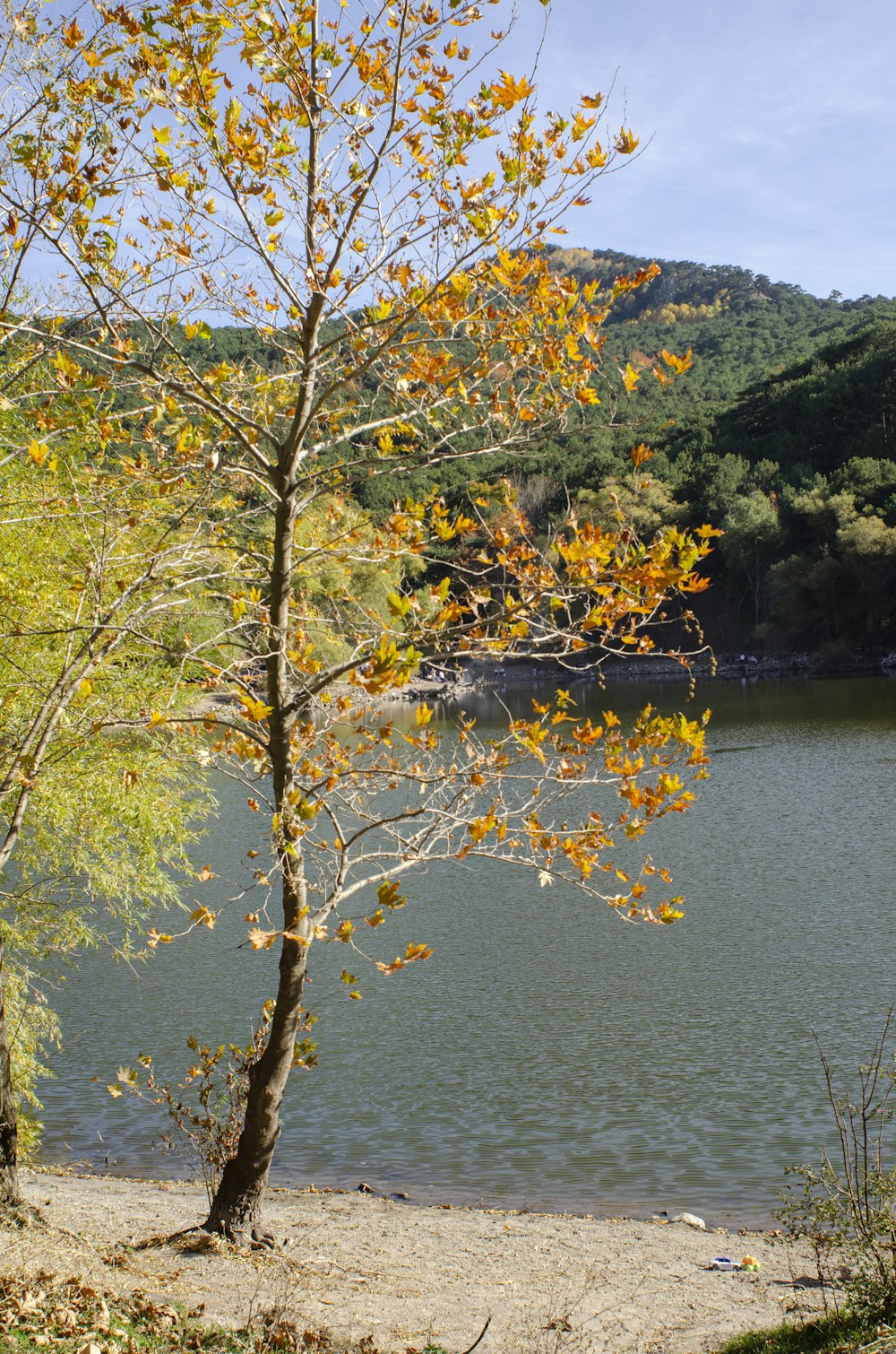 a tree with yellow leaves near a body of water