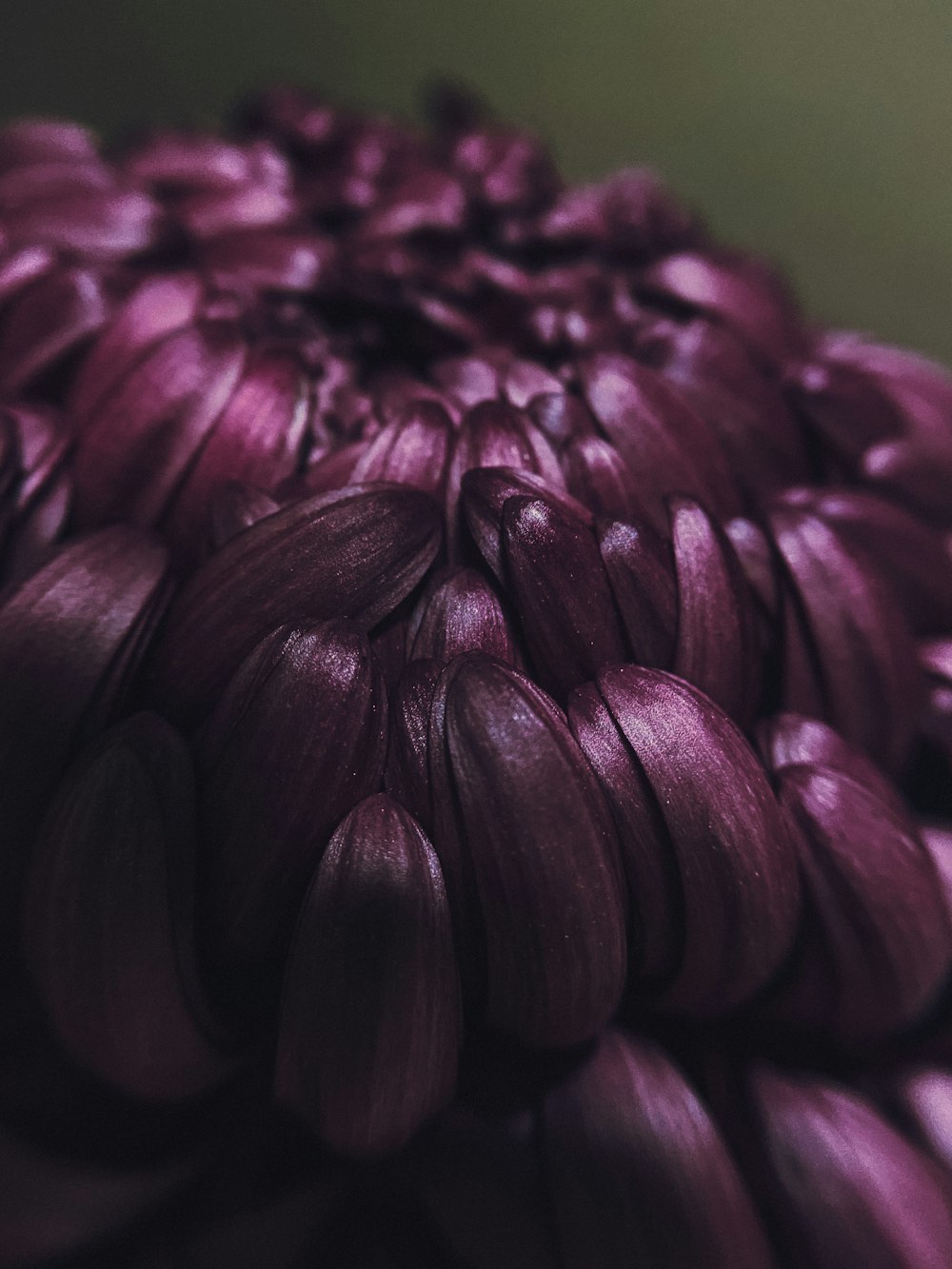 a close up view of a purple flower