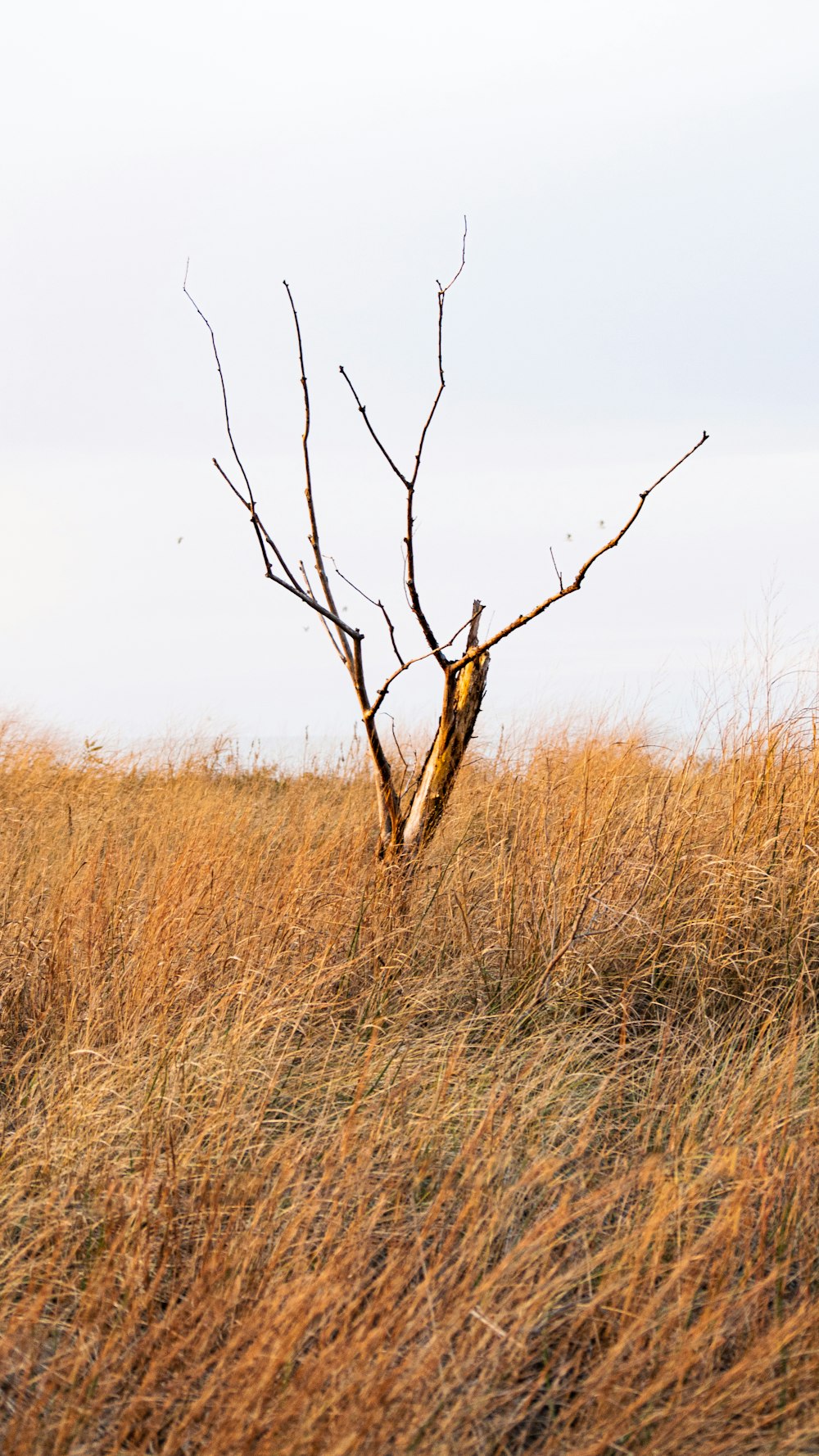 a dead tree in the middle of a field