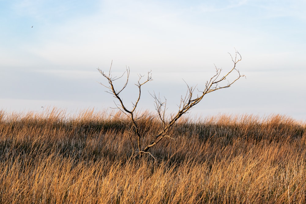 a dead tree in a field of tall grass