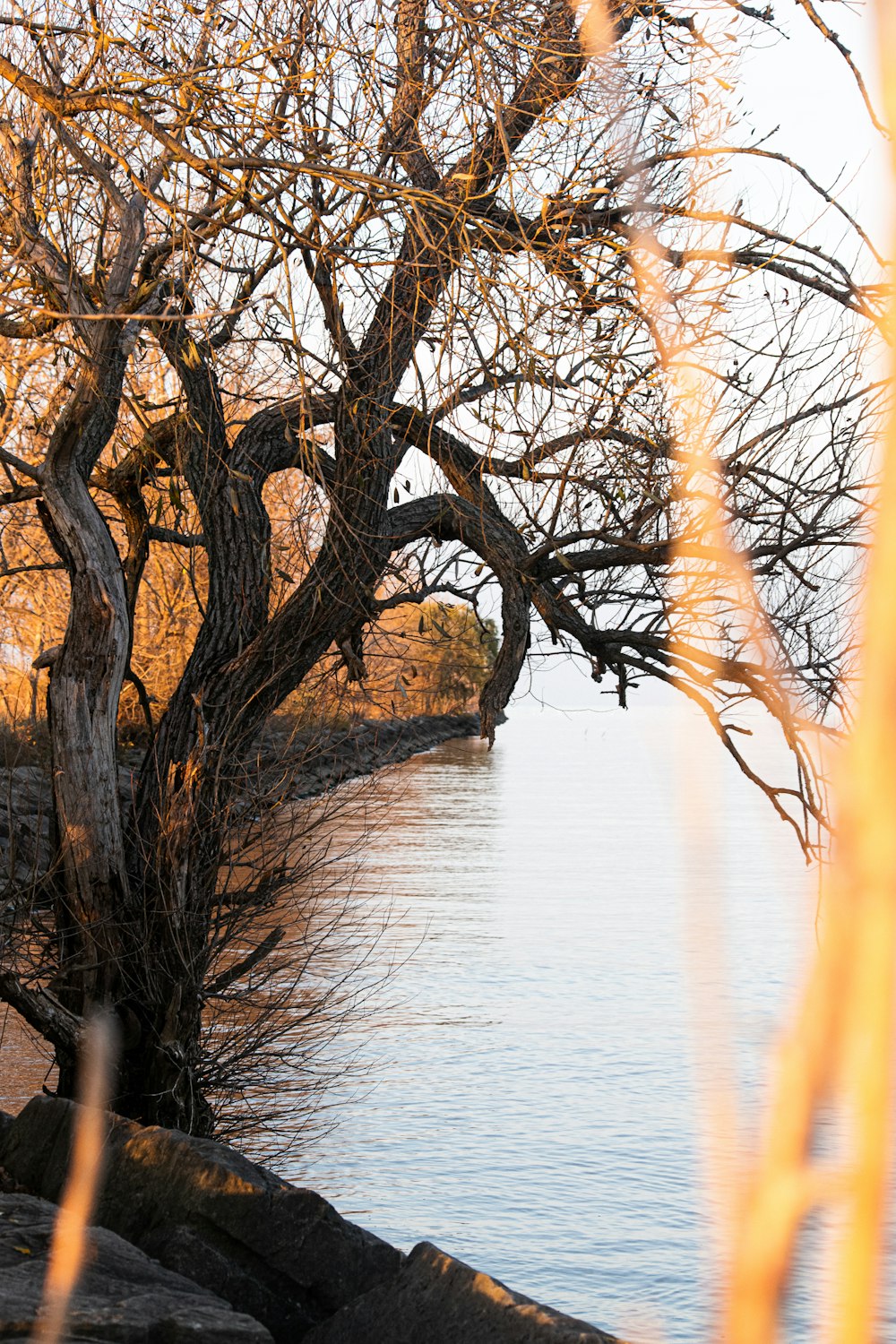 a tree that is next to a body of water