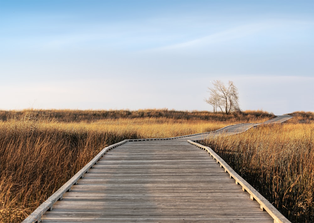 a wooden walkway in a field of tall grass