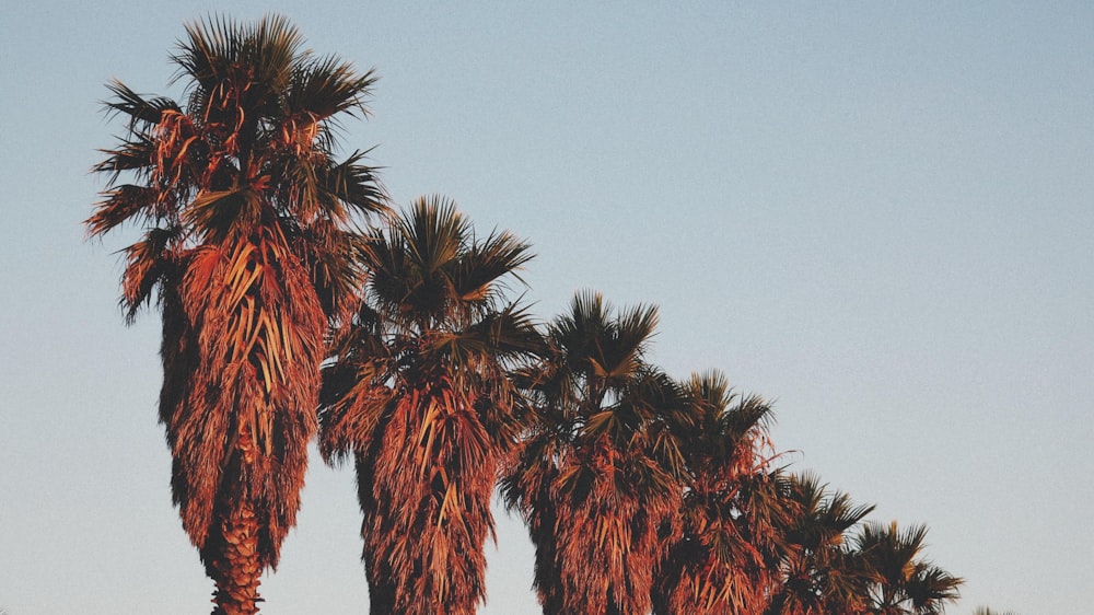 a group of palm trees against a blue sky