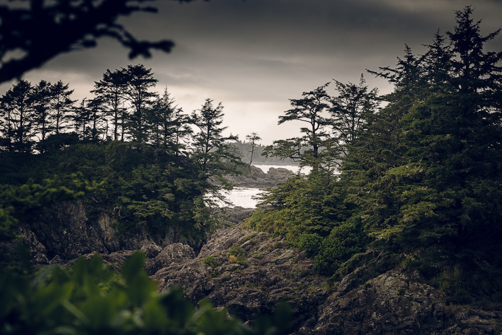 a view of a body of water surrounded by trees