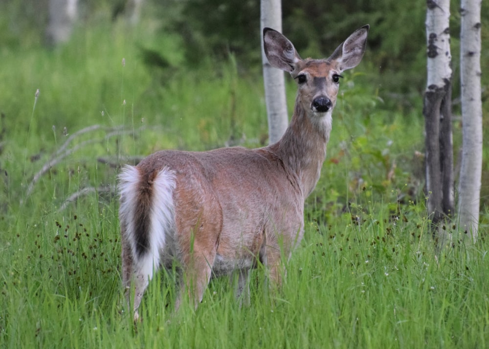 a deer standing in the middle of a forest
