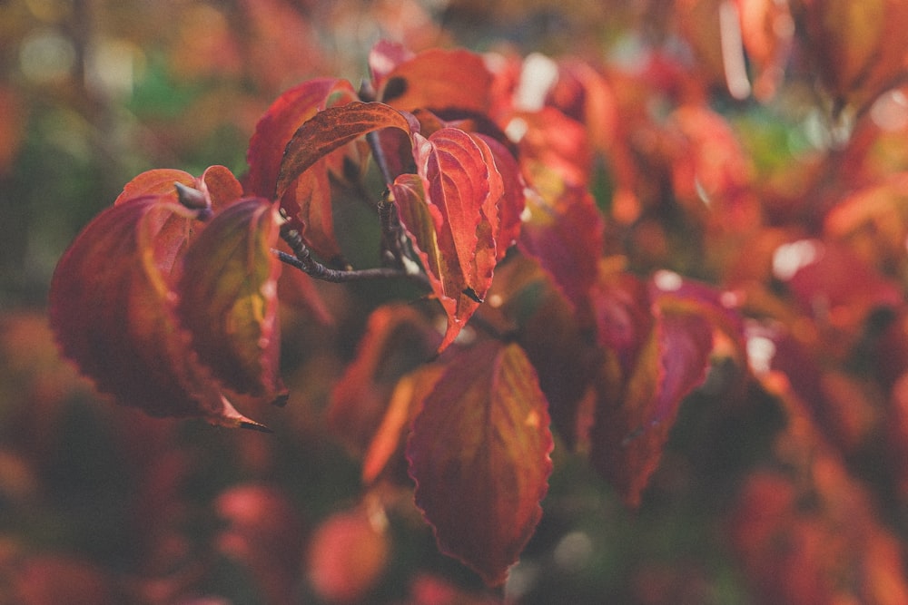 a close up of a tree with red leaves