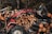 A red tractor equipped with a grabber attachment is actively handling a stack of freshly cut logs, set against a backdrop of dense forest. Numerous logs, neatly arranged in piles, dominate the background, while the forest provides a dark, natural environment.