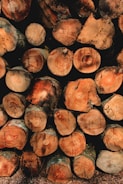 A stack of cut logs, neatly arranged in rows. The cross sections of the logs display rich wood grain patterns and varied shades of brown and tan. Some logs have visible markings or numbers written on them, suggesting they may be cataloged for identification.